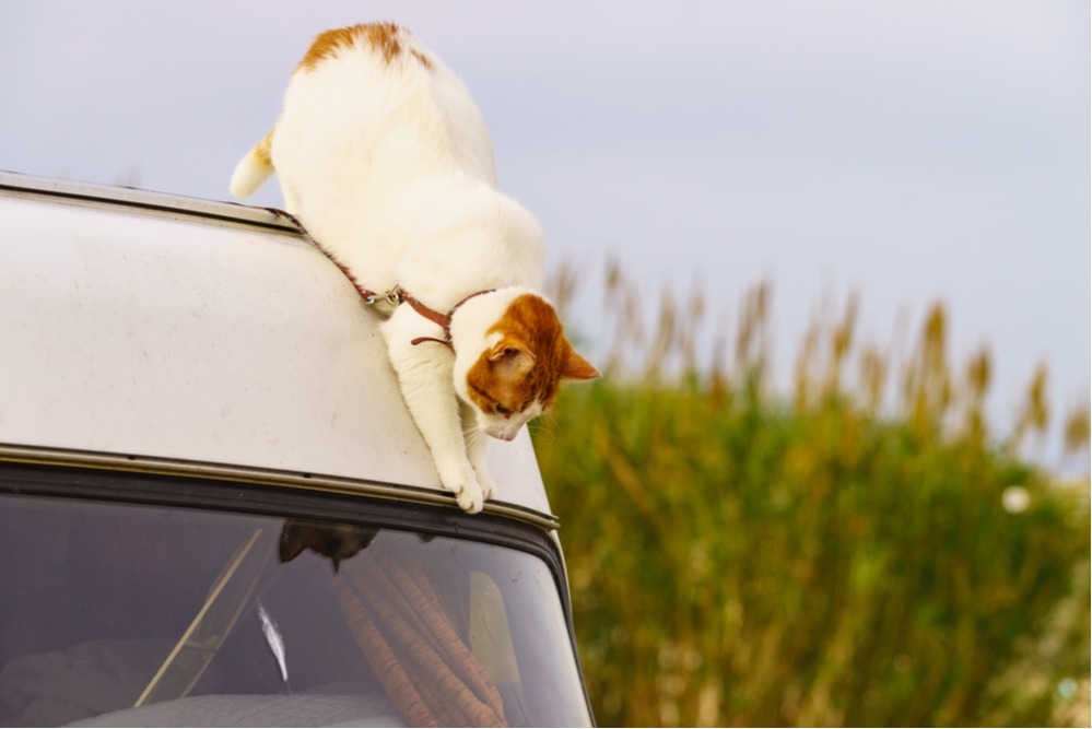 
How to RV With Cats: A Simple Guide to De-Stress the Experience